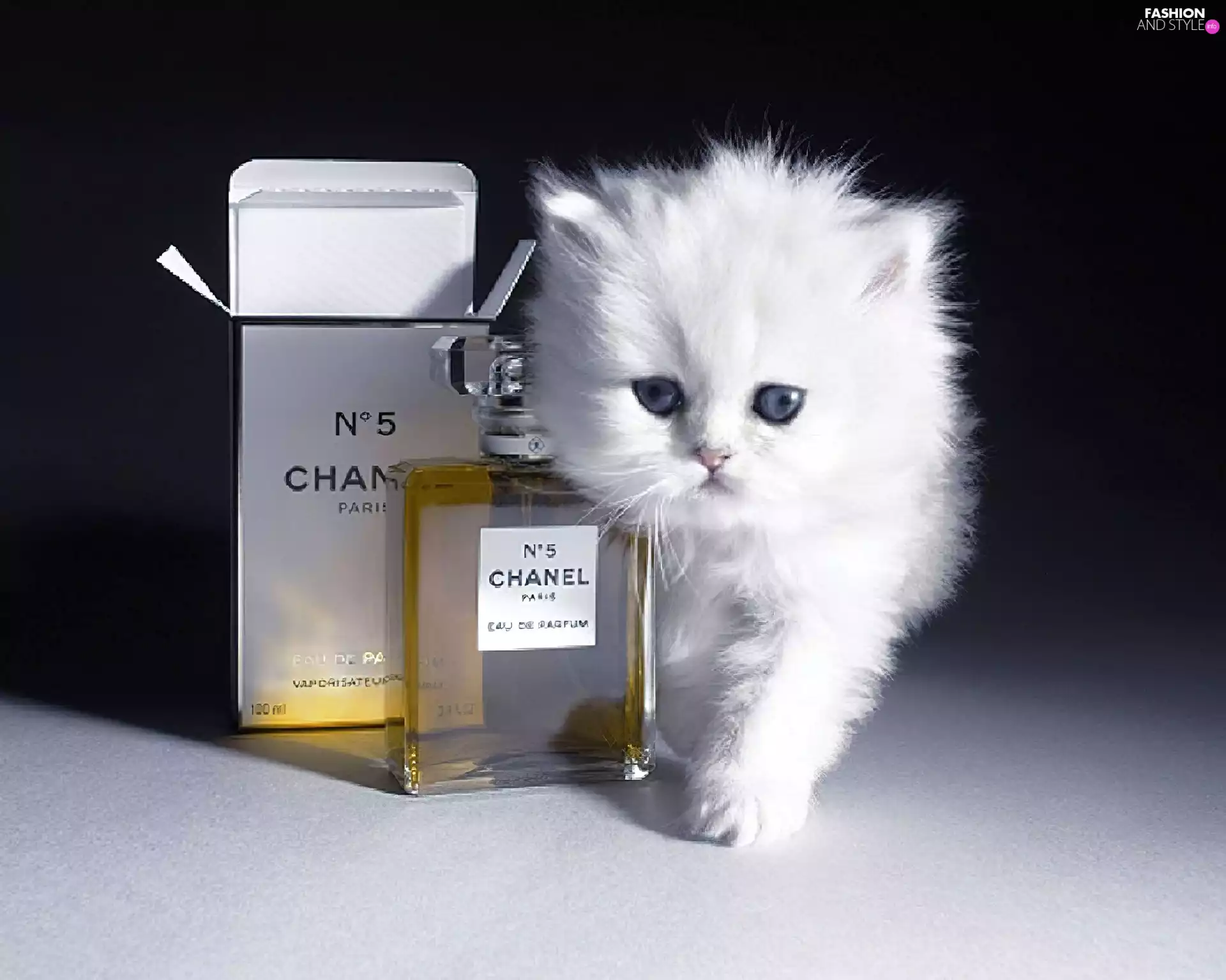 Chanel, cat, perfume