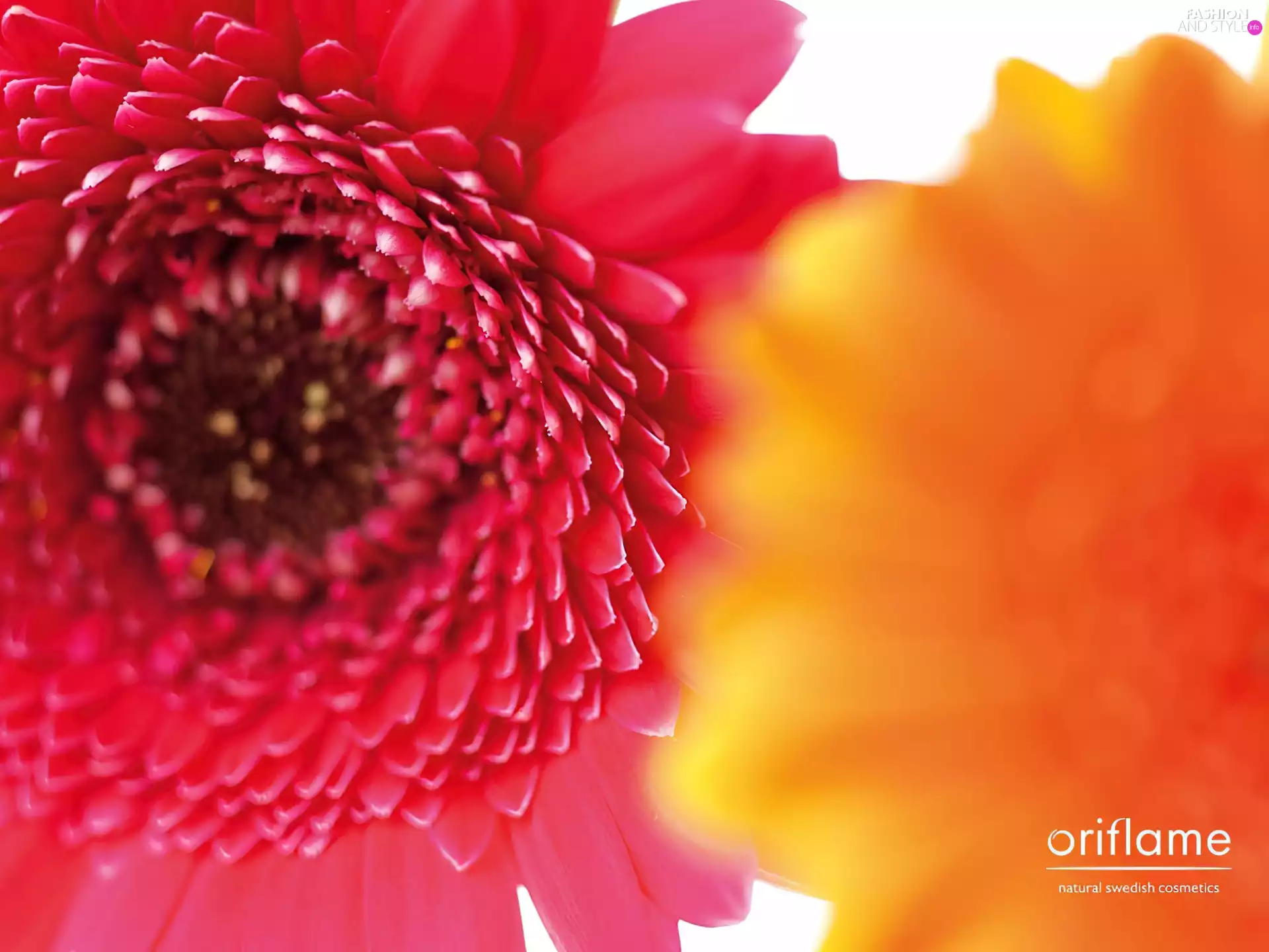 gerberas, Oriflame, Colourfull Flowers
